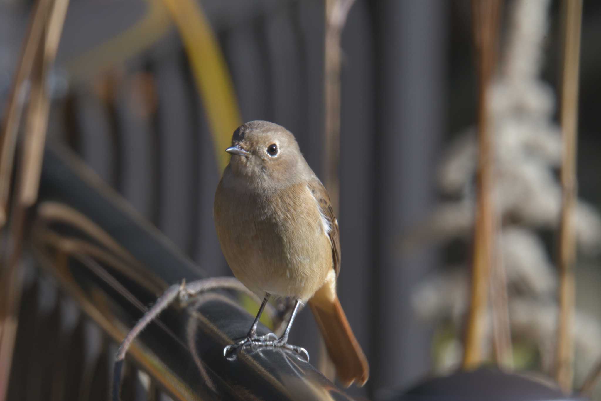 みなくち子どもの森 ジョウビタキの写真 by masatsubo