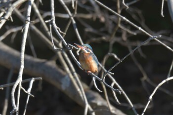 カワセミ みなくち子どもの森 2021年12月23日(木)