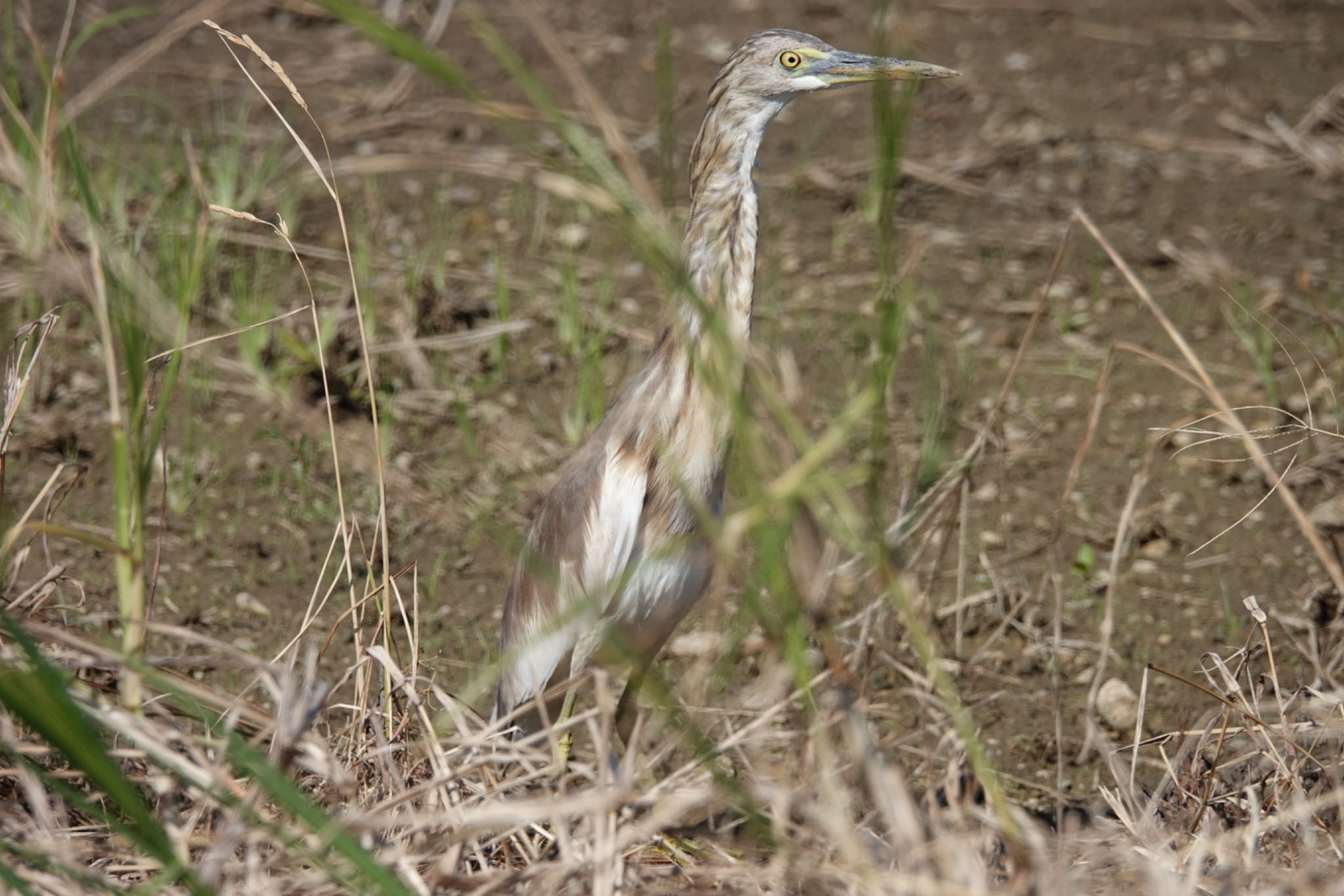 Javan Pond Heron