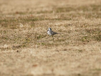 White Wagtail Hikarigaoka Park Thu, 12/23/2021