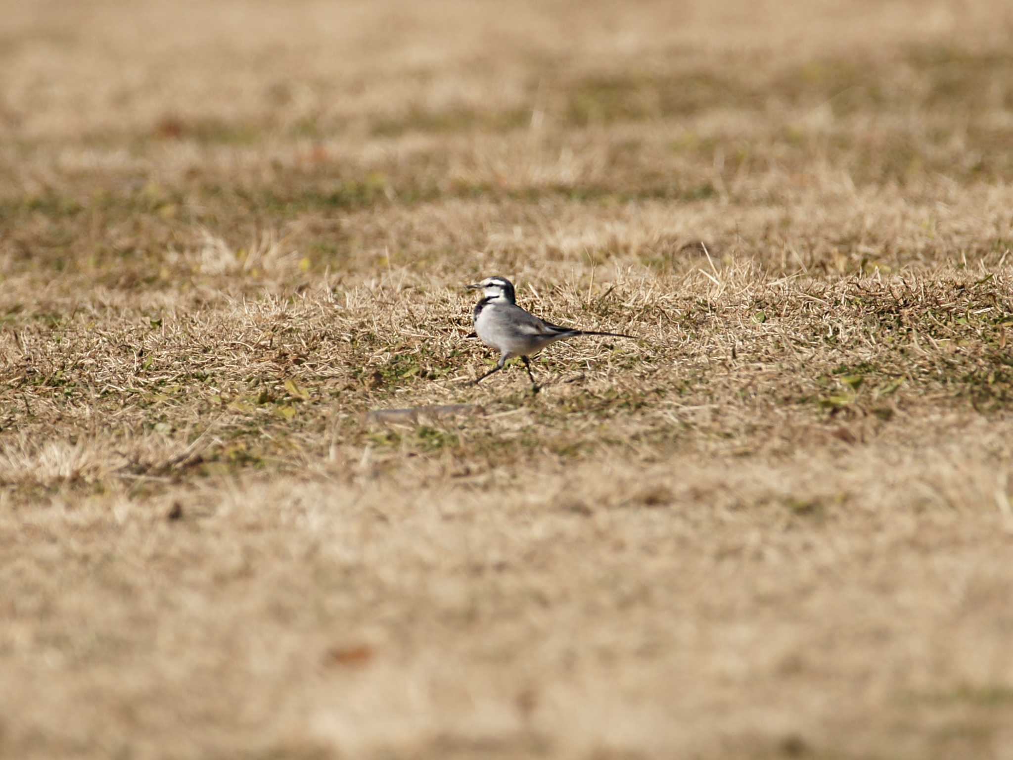 Photo of White Wagtail at Hikarigaoka Park by そくば