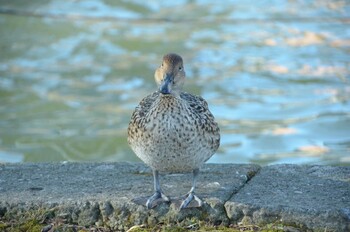 オナガガモ 不忍池(上野恩賜公園) 2021年12月22日(水)