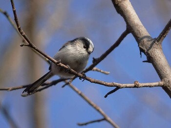 Long-tailed Tit さいたま市 Thu, 12/23/2021