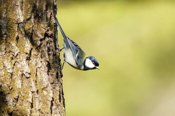 シジュウカラ 大麻生野鳥の森公園 2021年12月16日(木)