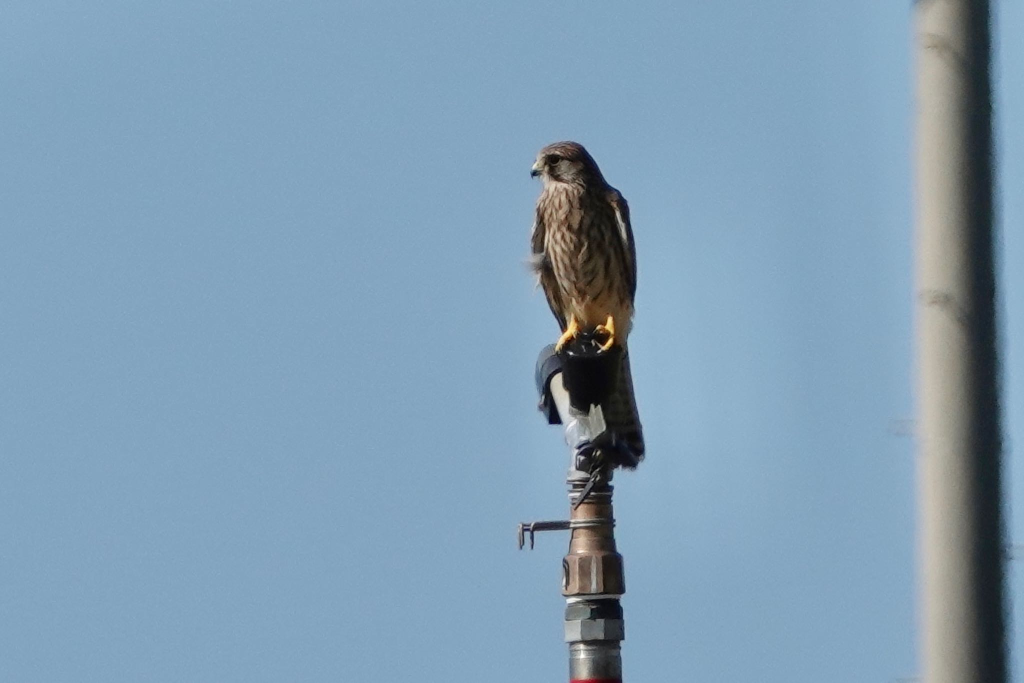 Common Kestrel