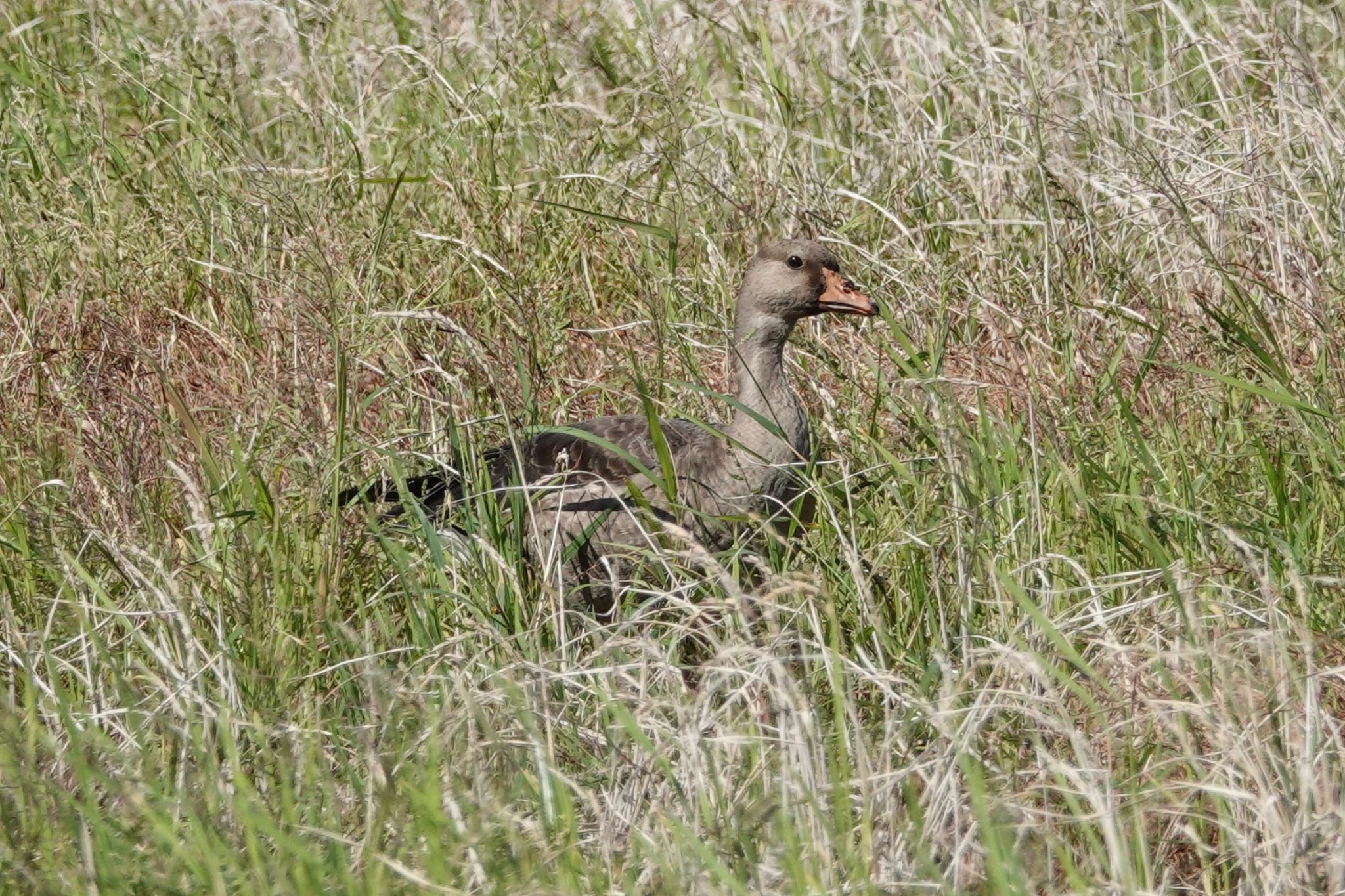 Greater White-fronted Goose