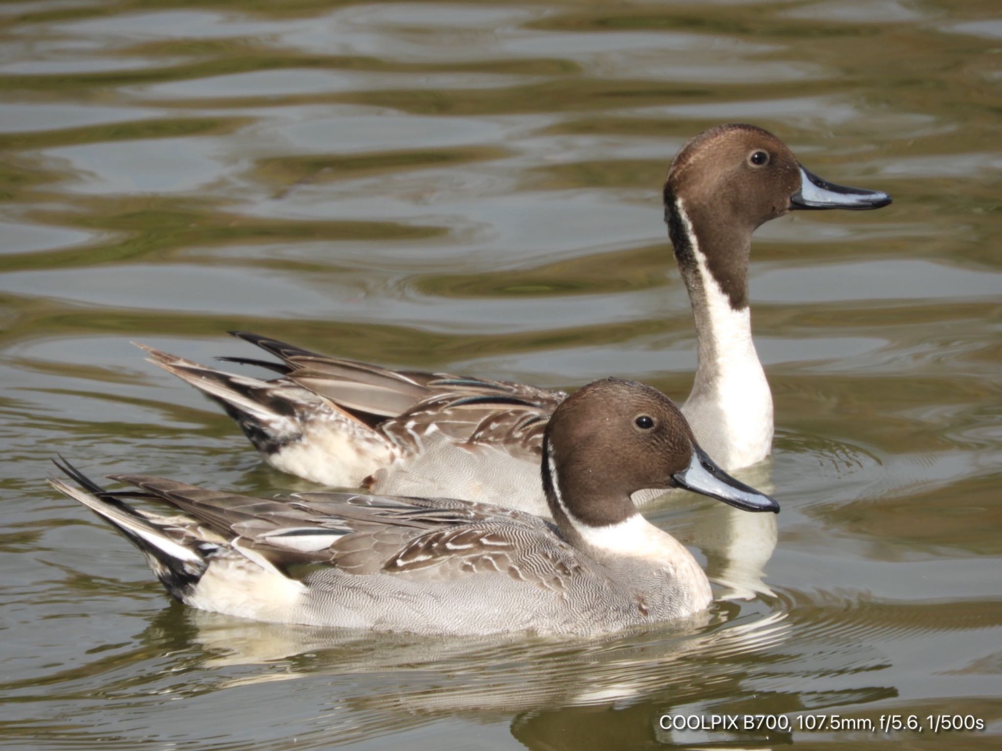 Northern Pintail