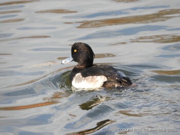 Tufted Duck Osaka Tsurumi Ryokuchi Sat, 12/11/2021