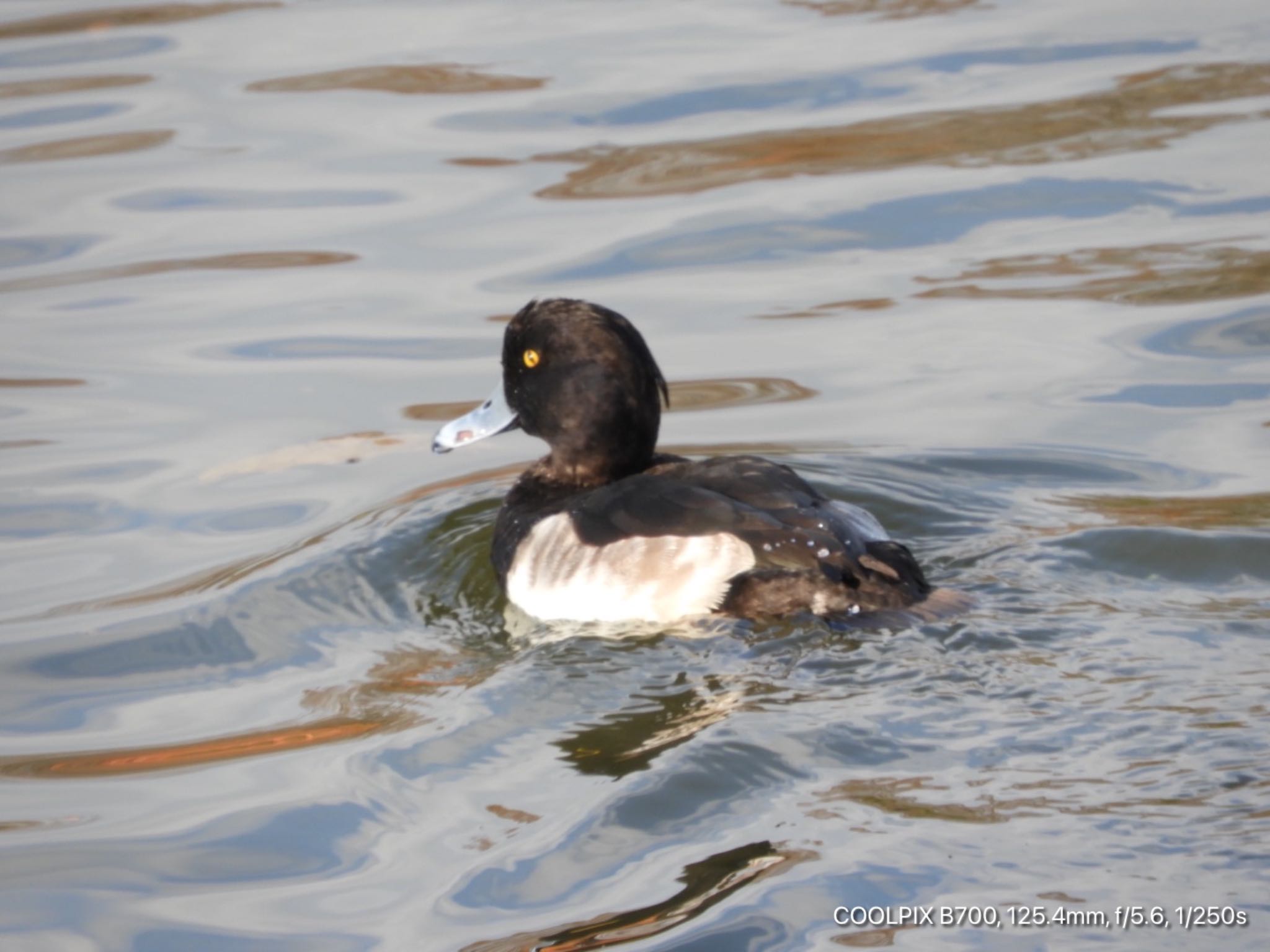 Tufted Duck