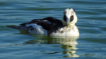 Smew 昆陽池 Thu, 12/23/2021