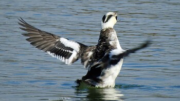 Smew 昆陽池 Thu, 12/23/2021