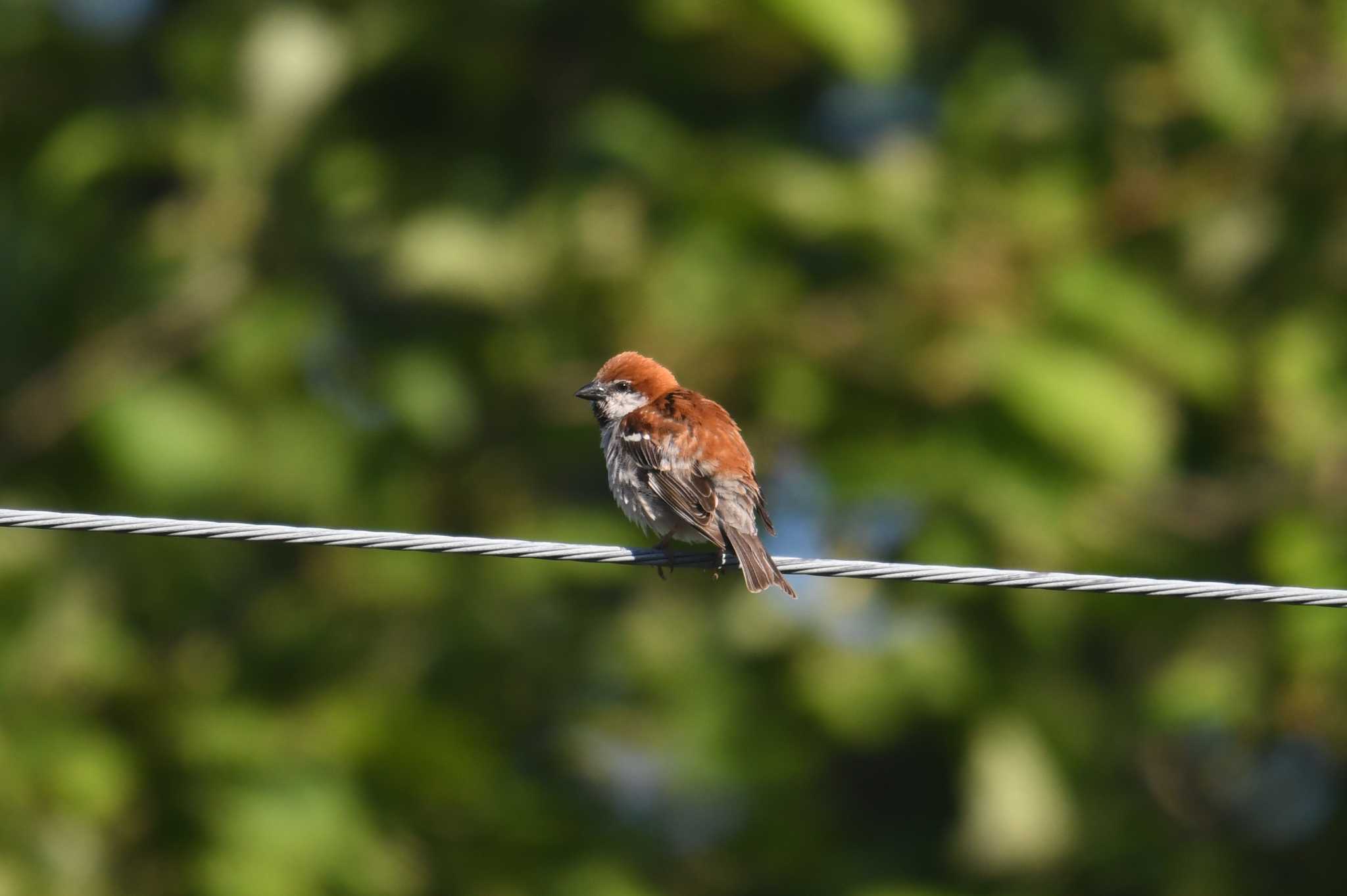 Russet Sparrow