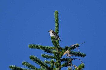 2021年6月26日(土) 白金温泉の野鳥観察記録