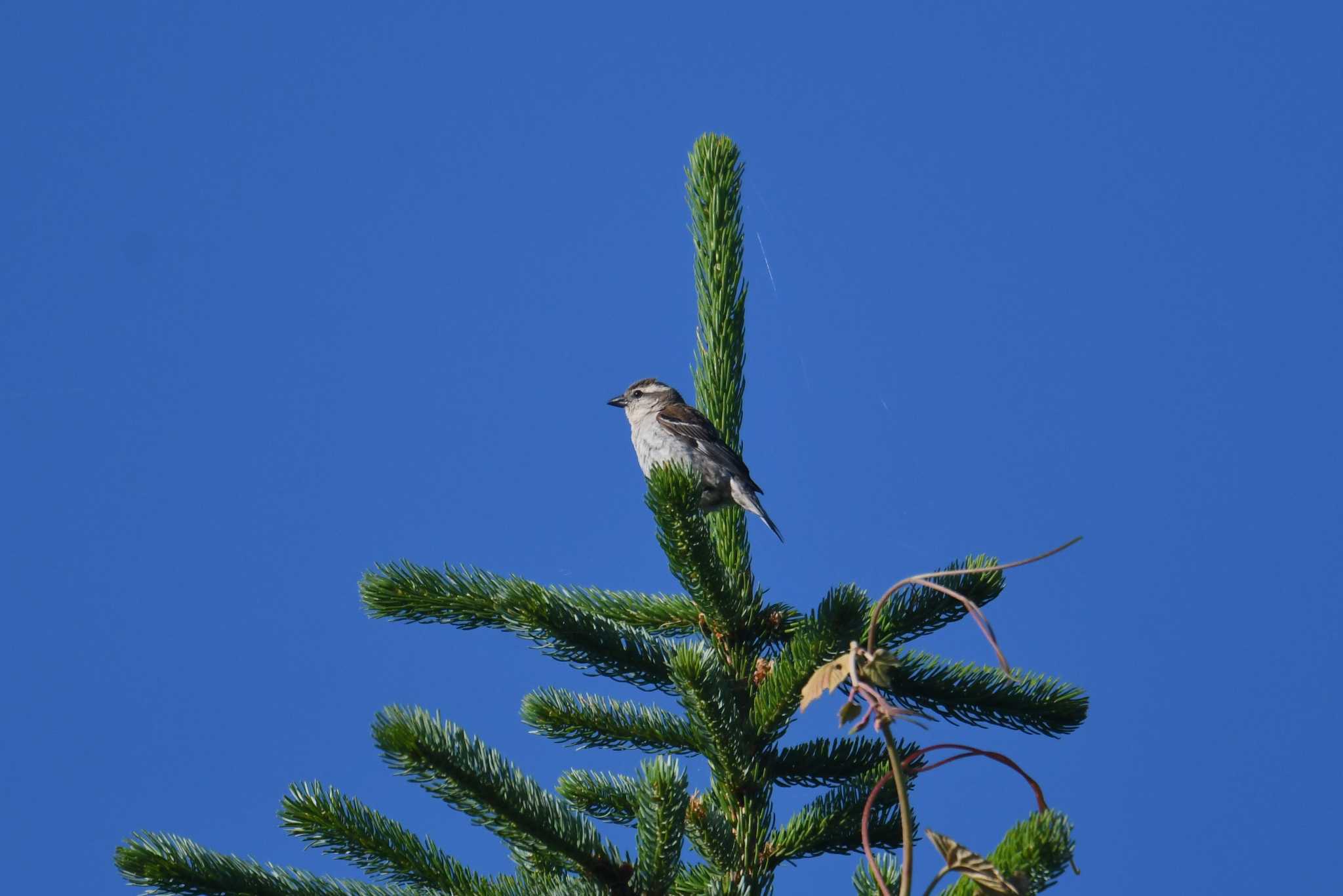 Russet Sparrow