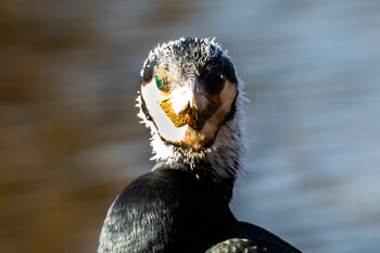 カワウ 井の頭公園 2021年12月22日(水)