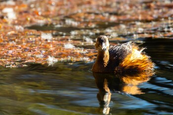 カイツブリ 井の頭公園 2021年12月22日(水)