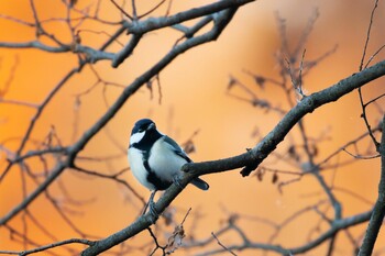 シジュウカラ 井の頭公園 2021年12月22日(水)