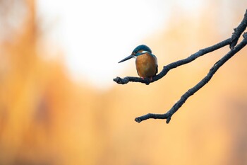 カワセミ 井の頭公園 2021年12月22日(水)