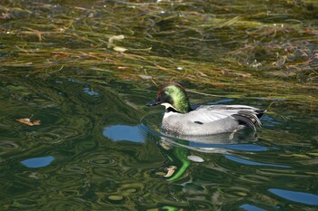 2021年12月22日(水) 皇居の野鳥観察記録