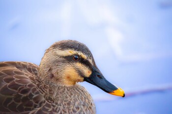 カルガモ 井の頭公園 2021年12月22日(水)