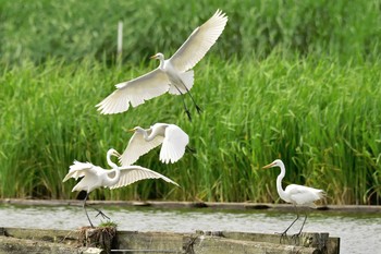 チュウサギ 伊佐沼 2017年6月9日(金)