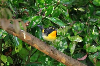 Narcissus Flycatcher Osaka castle park Wed, 5/10/2017