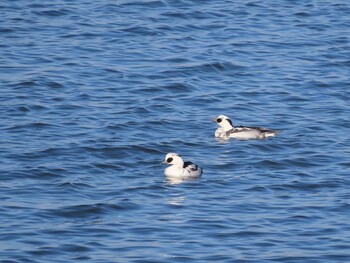 2021年12月23日(木) 渡良瀬遊水地の野鳥観察記録