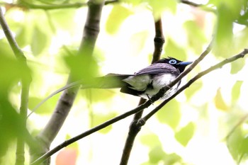 サンコウチョウ 大阪城公園 2017年5月10日(水)