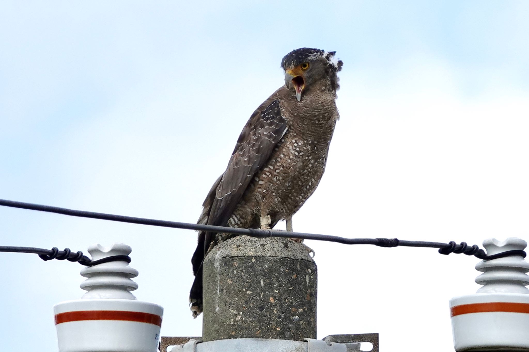 Crested Serpent Eagle