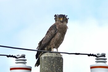 Fri, 10/29/2021 Birding report at Ishigaki Island