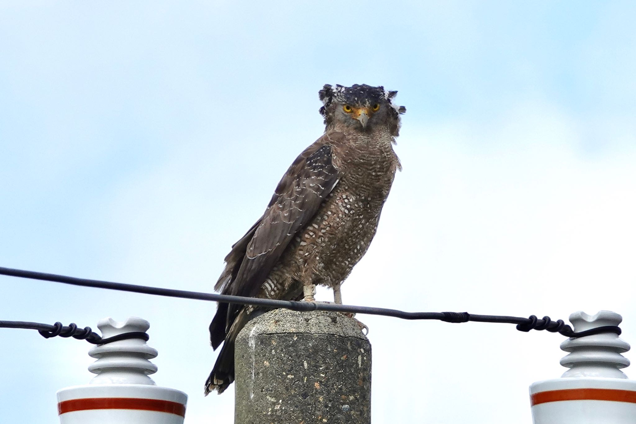 Crested Serpent Eagle