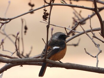 2021年12月18日(土) 都市緑化植物園(大阪府豊中市寺内)の野鳥観察記録