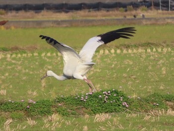 2021年12月23日(木) 出水市ツル観察センターの野鳥観察記録