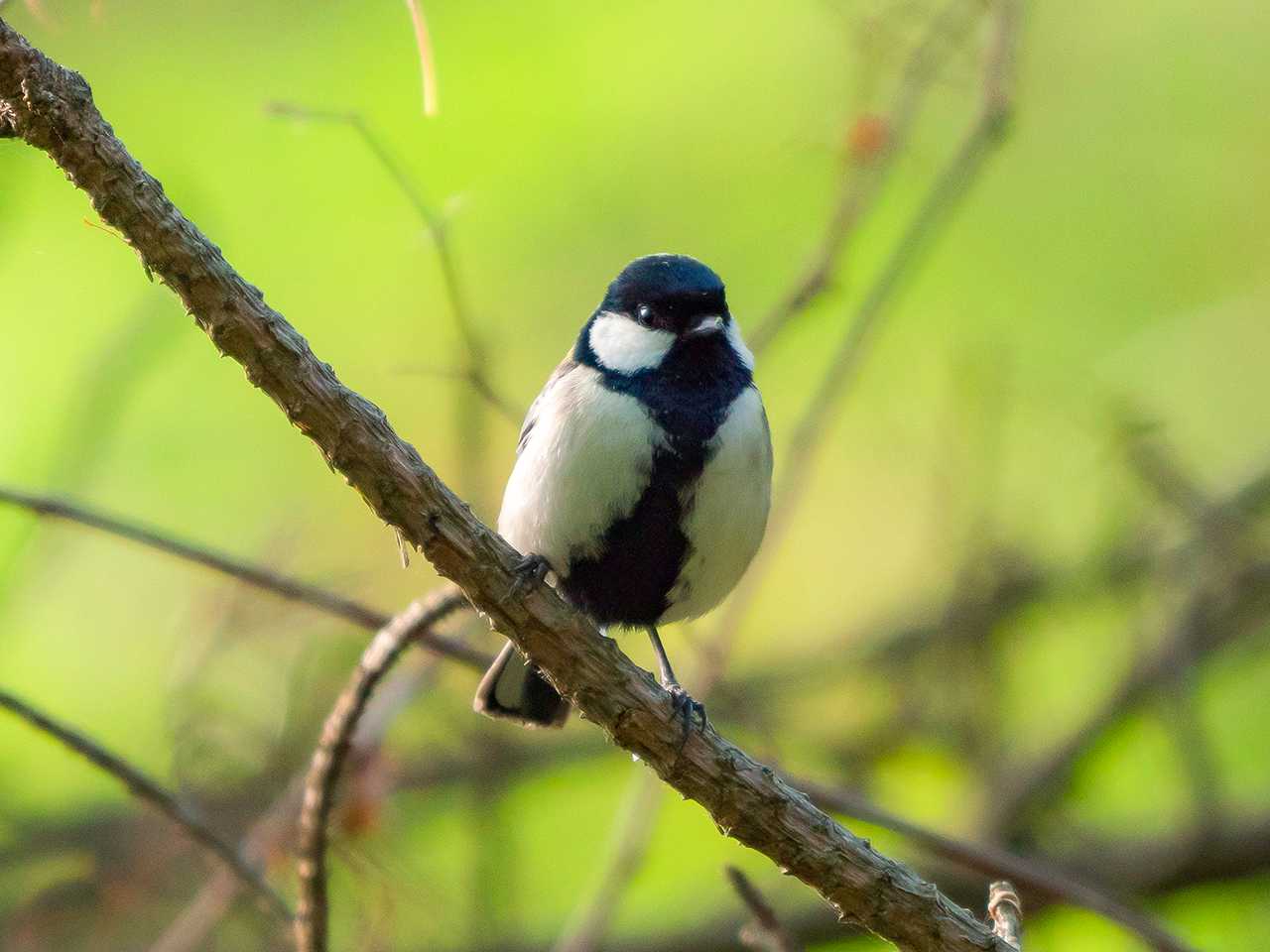 シジュウカラ