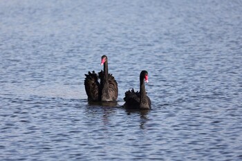 Black Swan 千波湖公園 Sat, 12/18/2021