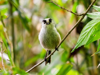 Sun, 5/7/2017 Birding report at 宮城県仙台市・青葉山