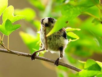 Long-tailed Tit 宮城県仙台市・青葉山 Sun, 5/7/2017