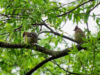 Japanese Waxwing 宮城県仙台市・青葉山 Sun, 5/14/2017