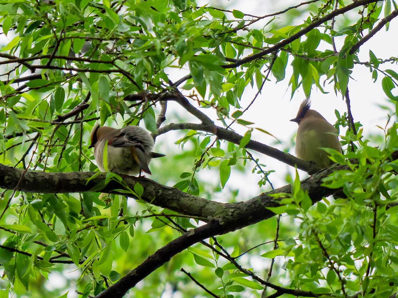 Japanese Waxwing