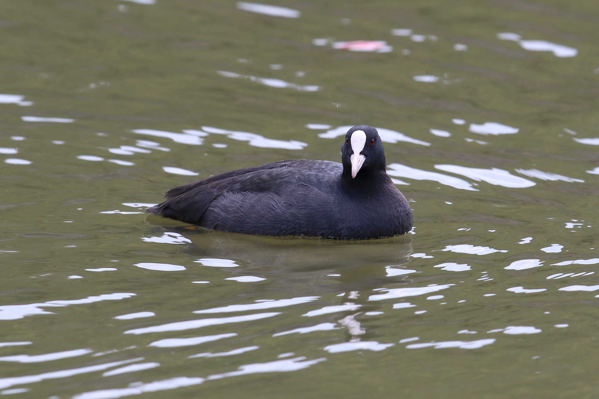 明石公園のオオバン