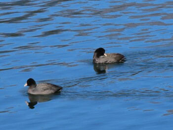 Eurasian Coot 田貫湖 Thu, 12/23/2021