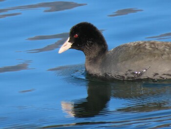 Eurasian Coot 田貫湖 Thu, 12/23/2021