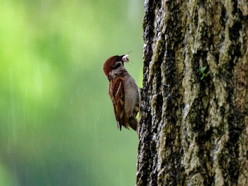 Eurasian Tree Sparrow 宮城県仙台市・青葉山 Sun, 5/14/2017