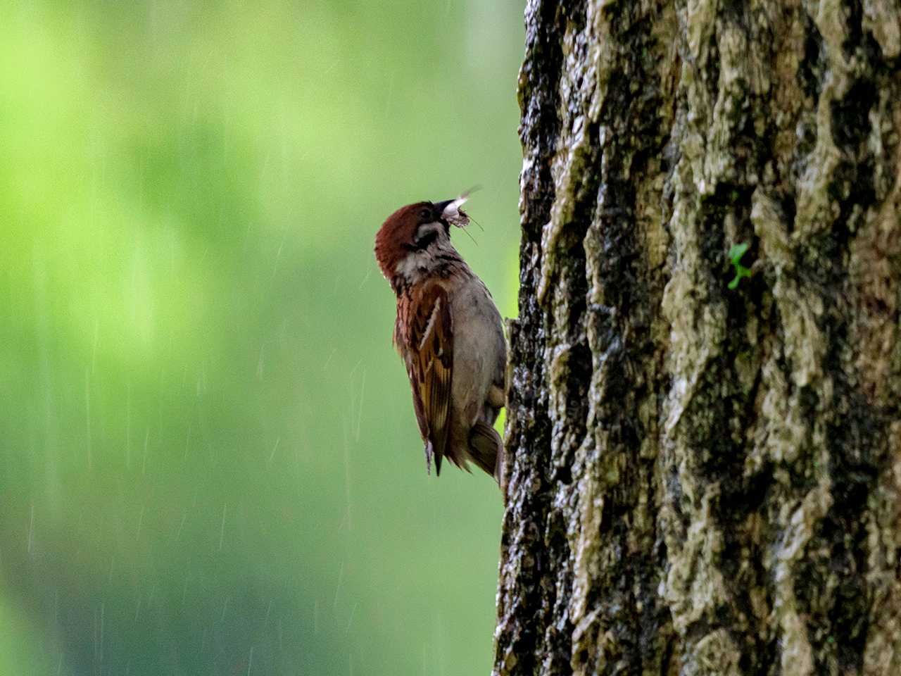 Eurasian Tree Sparrow