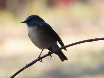 Red-flanked Bluetail 田貫湖 Thu, 12/23/2021