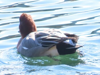 Eurasian Wigeon 田貫湖 Thu, 12/23/2021