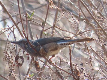 Brown-eared Bulbul 田貫湖 Thu, 12/23/2021