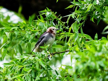 Chestnut-cheeked Starling 宮城県仙台市・青葉山 Sun, 5/14/2017