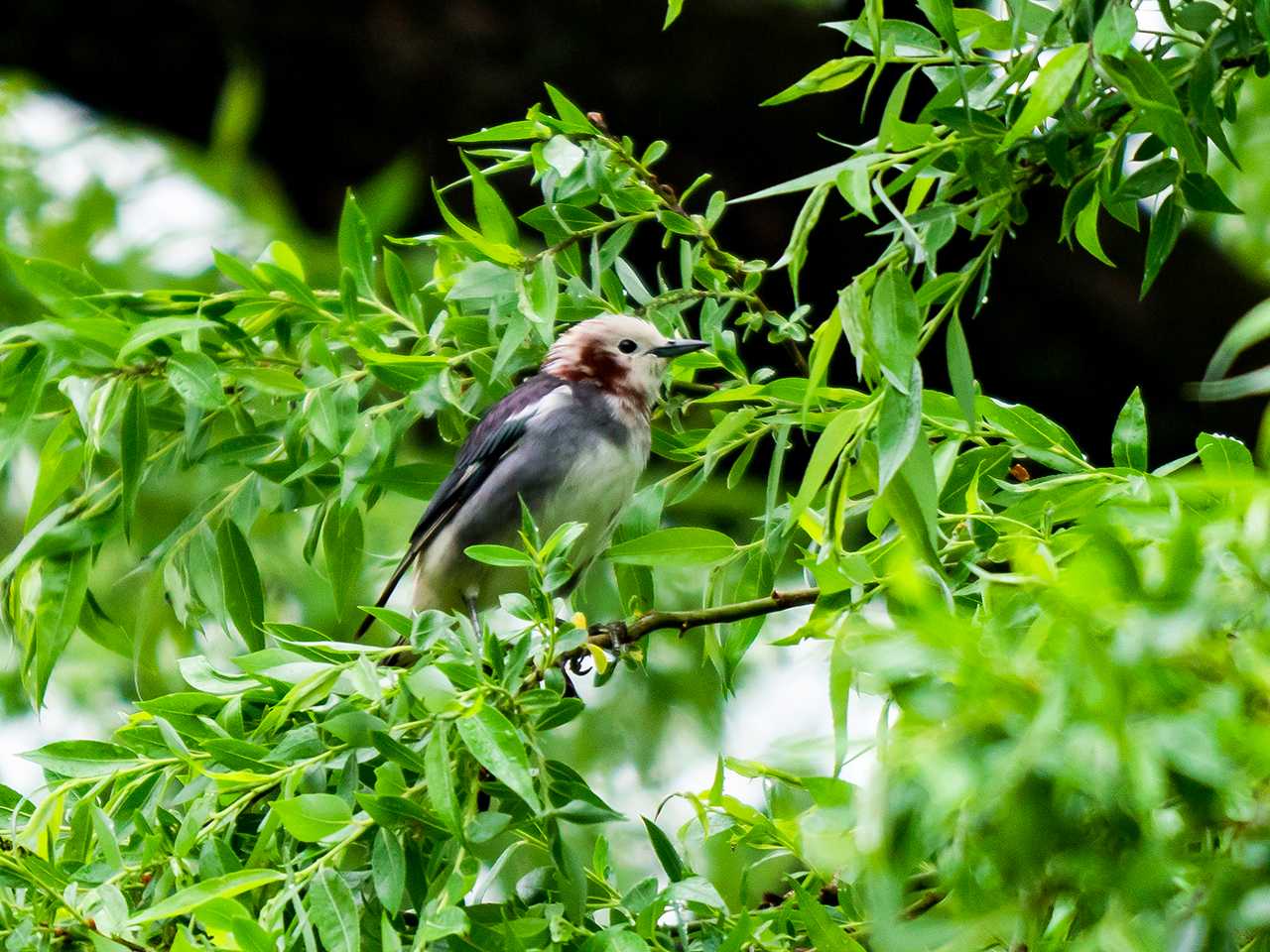 Chestnut-cheeked Starling