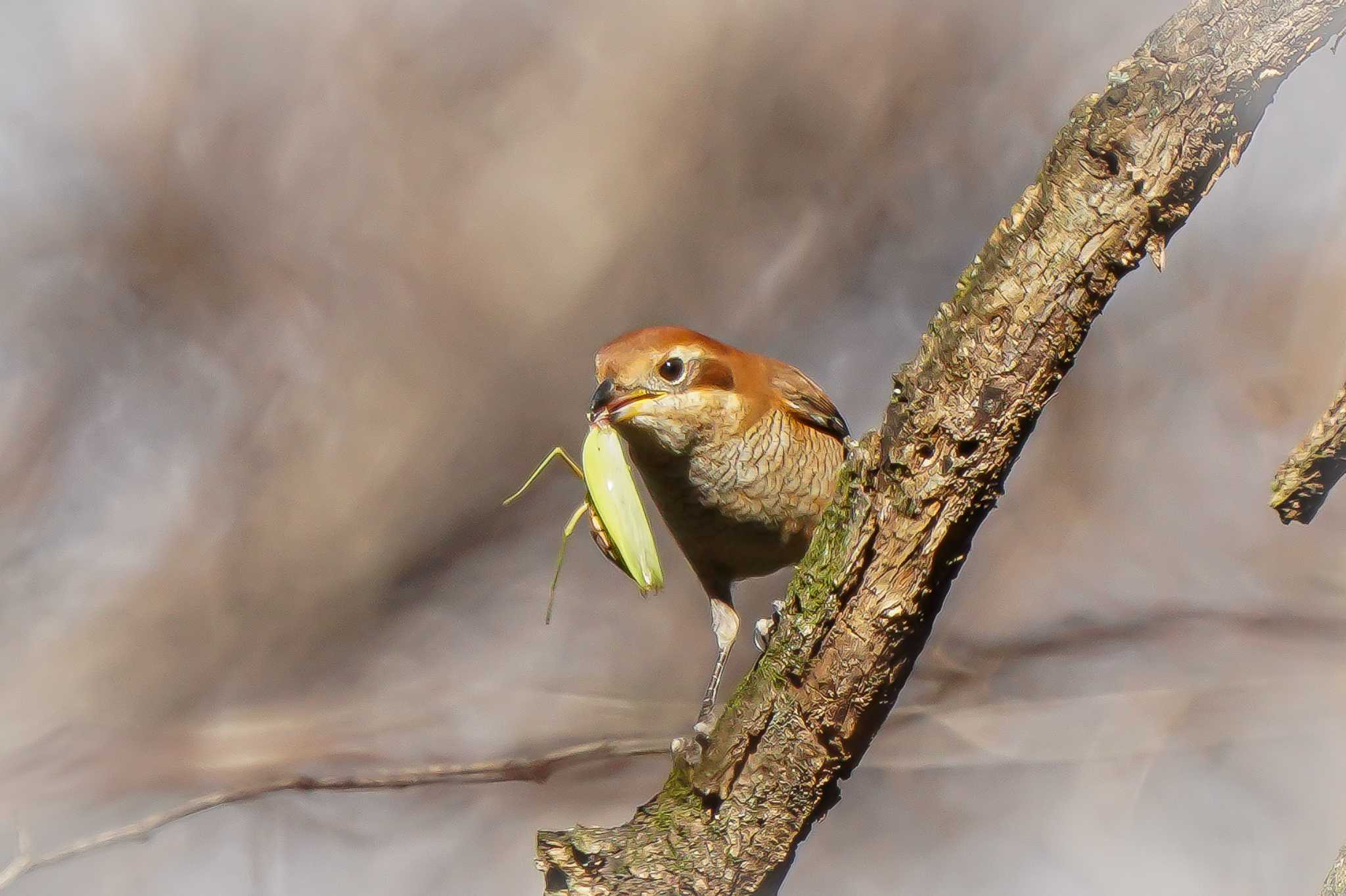 カマキリ無惨！